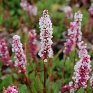 Persicaria bistorta 'Superba' ---